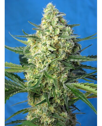 Produkt_Auto Jack 47 XL – Sweet Seeds_, 2 image_Cannadusa_Marktplatz_Kaufen