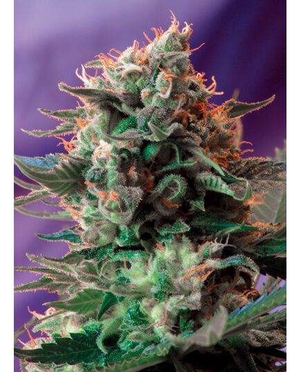 Product_Jack 47 – Sweet Seeds, 2 image_Cannadusa_Marketplace_Buy