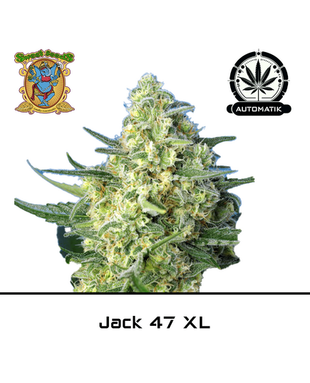 Product_Auto Jack 47 XL – Sweet Seeds_Cannadusa_Marketplace_Buy