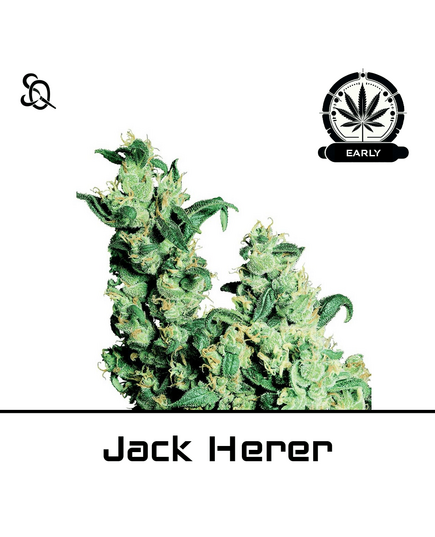 Produkt_Jack Herer Early Version__Cannadusa_Marktplatz_Kaufen