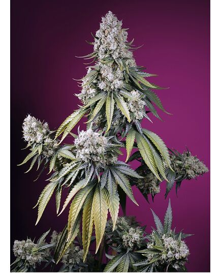 Product_Auto Jealousy Z XL – Sweet Seeds, 2 image_Cannadusa_Marketplace_Buy