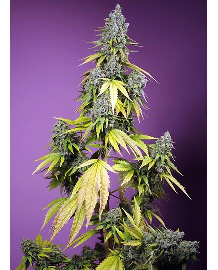 Product_Auto Jet Fuel Mandarine XL – Sweet Seeds, 2 image_Cannadusa_Marketplace_Buy