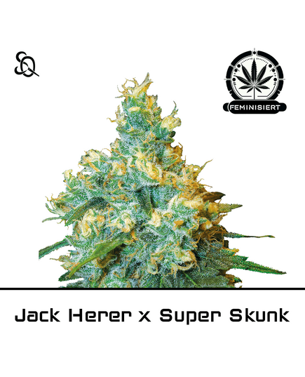 Product_Jack Herer X Superskunk_Cannadusa_Marketplace_Buy