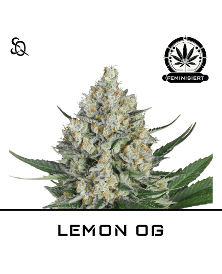 Product_LEMON OG_Cannadusa_Marketplace_Buy