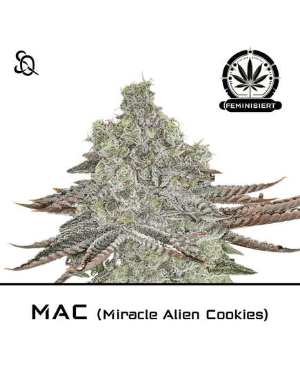 Produkt_MAC - Miracle Alien Cookies__Cannadusa_Marktplatz_Kaufen