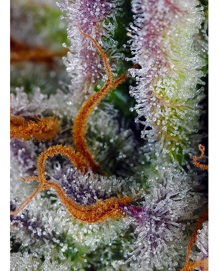 Product_Auto Mimosa Bruce Banner XL – Sweet Seeds, 3 image_Cannadusa_Marketplace_Buy