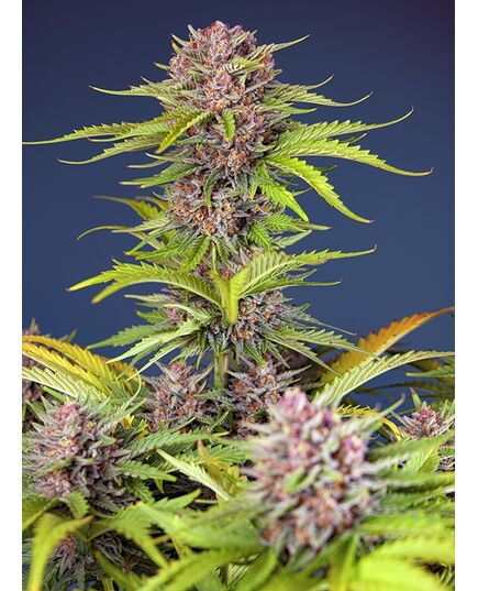 Product_Auto Mimosa Bruce Banner XL – Sweet Seeds, 2 image_Cannadusa_Marketplace_Buy