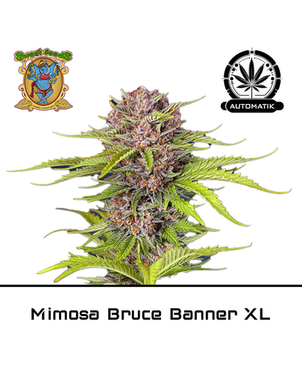 Produkt_Auto Mimosa Bruce Banner XL – Sweet Seeds__Cannadusa_Marktplatz_Kaufen