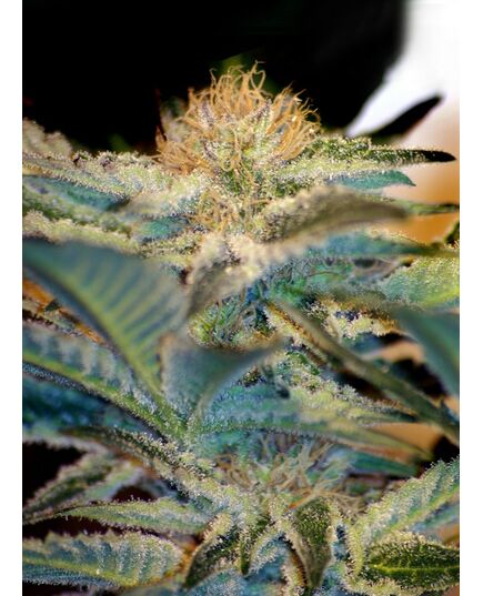 Product_Mohan Ram - Sweet Seeds, 2 image_Cannadusa_Marketplace_Buy