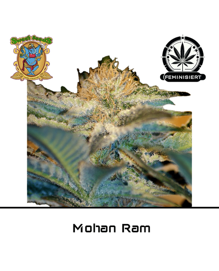 Produkt_Mohan Ram - Sweet Seeds__Cannadusa_Marktplatz_Kaufen