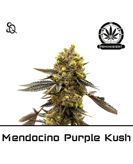 Produkt_Mendocino Purple Kush__Cannadusa_Marktplatz_Kaufen