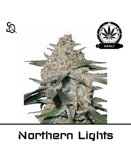 Produkt_Northern Lights Early Version__Cannadusa_Marktplatz_Kaufen