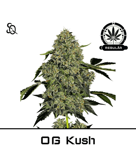 Product_OG Kush Regulär_Cannadusa_Marketplace_Buy