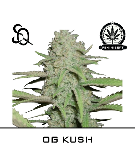 Product_OG Kush_Cannadusa_Marketplace_Buy