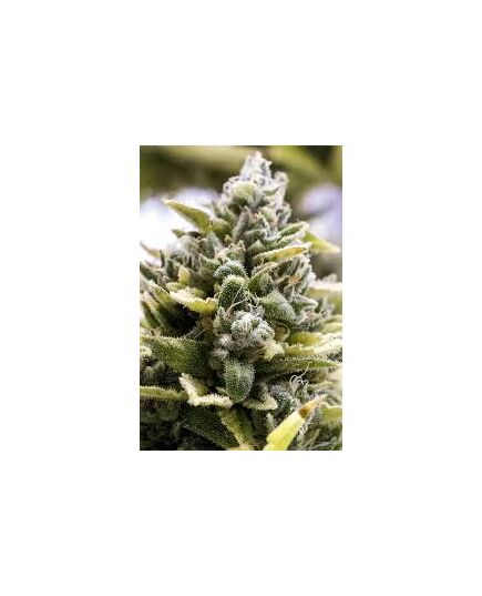 Product_OG Kush Auto - Humboldt Seeds, 2 image_Cannadusa_Marketplace_Buy