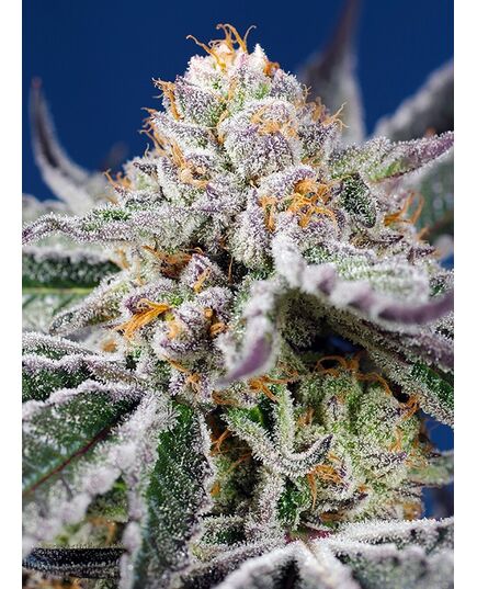 Product_Auto Orange Apricot Glue XL - Sweet Seeds, 2 image_Cannadusa_Marketplace_Buy