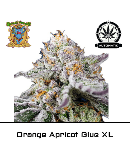 Product_Auto Orange Apricot Glue XL - Sweet Seeds_Cannadusa_Marketplace_Buy