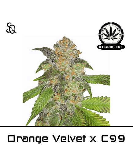 Product_Orange Velvet x C99_Cannadusa_Marketplace_Buy