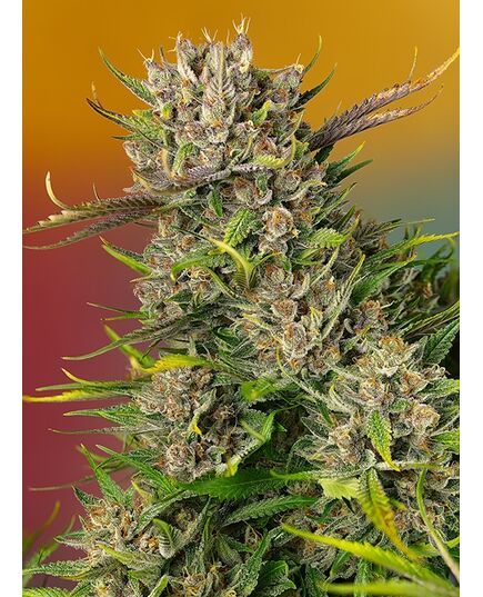 Product_Auto Papaya Zoap - Sweet Seeds, 2 image_Cannadusa_Marketplace_Buy