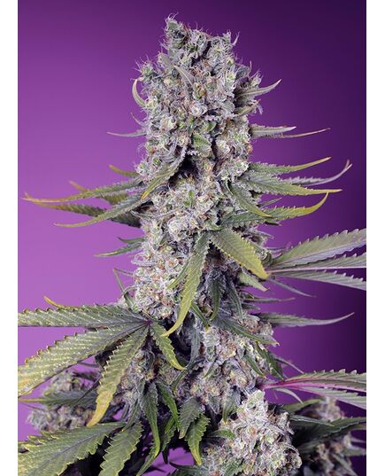 Product_Papaya Zoap F1 Fast - Sweet Seeds, 2 image_Cannadusa_Marketplace_Buy