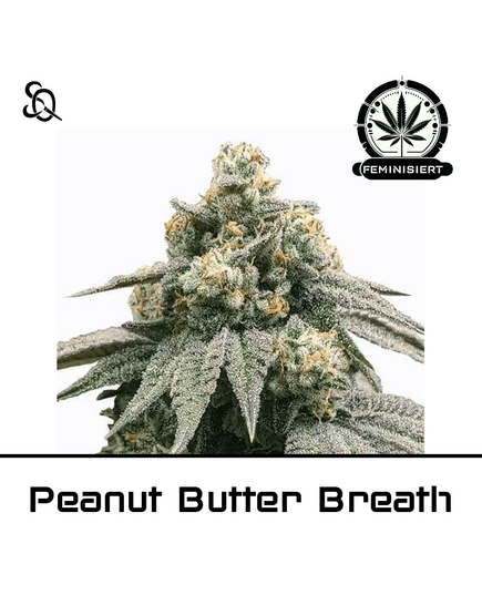 Product_Peanut Butter Breath_Cannadusa_Marketplace_Buy