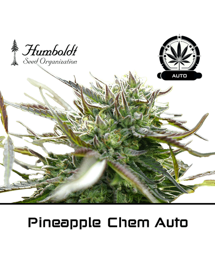 Product_Pineapple Chem Auto - Humboldt Seeds_Cannadusa_Marketplace_Buy