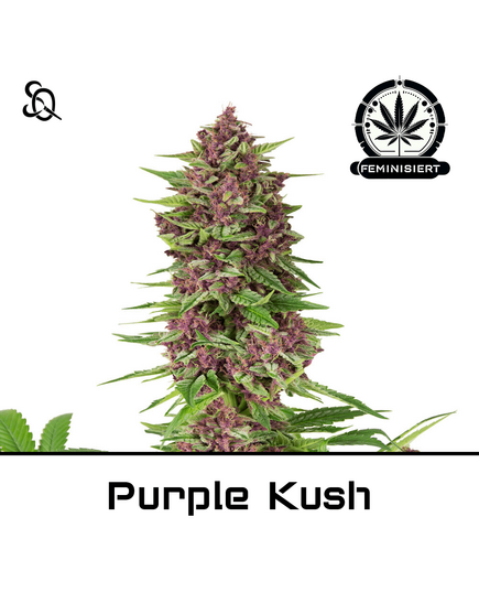 Produkt_Purple Kush__Cannadusa_Marktplatz_Kaufen