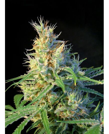 Product_Psicodelicia - Sweet Seeds, 2 image_Cannadusa_Marketplace_Buy