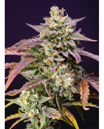 Product_Auto Purple Punch OG XL - Sweet Seeds, 2 image_Cannadusa_Marketplace_Buy