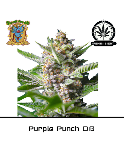 Produkt_Purple Punch OG – Sweet Seeds__Cannadusa_Marktplatz_Kaufen