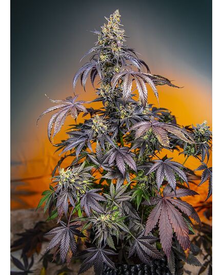 Product_Auto Red Gorilla Girl XL – Sweet Seeds, 2 image_Cannadusa_Marketplace_Buy