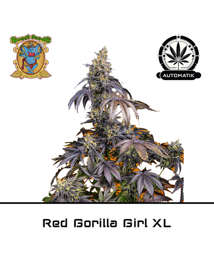 Produkt_Auto Red Gorilla Girl XL – Sweet Seeds__Cannadusa_Marktplatz_Kaufen