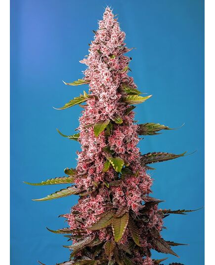 Product_Red Hot Cookies - Sweet Seeds, 2 image_Cannadusa_Marketplace_Buy