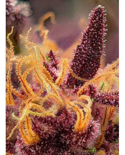 Product_Auto Red Mimosa XL - Sweet Seeds, 3 image_Cannadusa_Marketplace_Buy