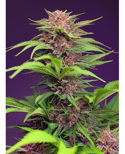 Product_Auto Red Mimosa XL - Sweet Seeds, 2 image_Cannadusa_Marketplace_Buy