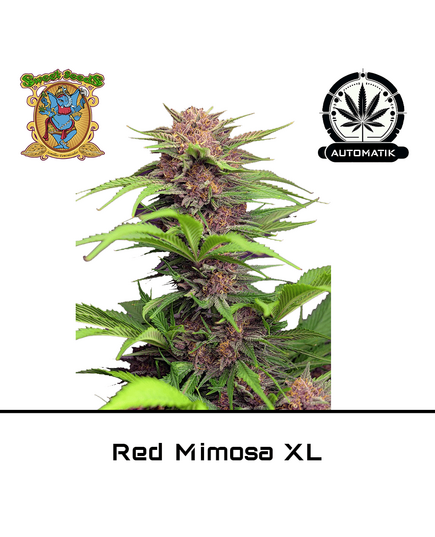 Produkt_Auto Red Mimosa XL - Sweet Seeds__Cannadusa_Marktplatz_Kaufen