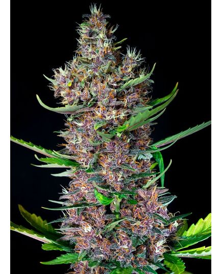 Product_Auto Red Poison – Sweet Seeds, 2 image_Cannadusa_Marketplace_Buy