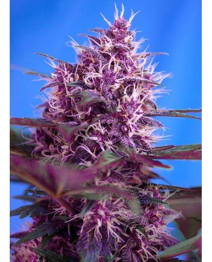 Product_Auto Red Poison – Sweet Seeds, 3 image_Cannadusa_Marketplace_Buy