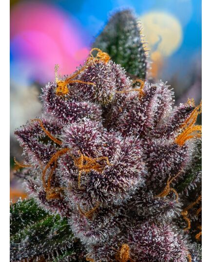 Product_Auto Red Strawberry Banana – Sweet Seeds, 3 image_Cannadusa_Marketplace_Buy