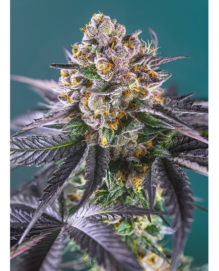 Product_Auto Red Strawberry Banana – Sweet Seeds, 2 image_Cannadusa_Marketplace_Buy