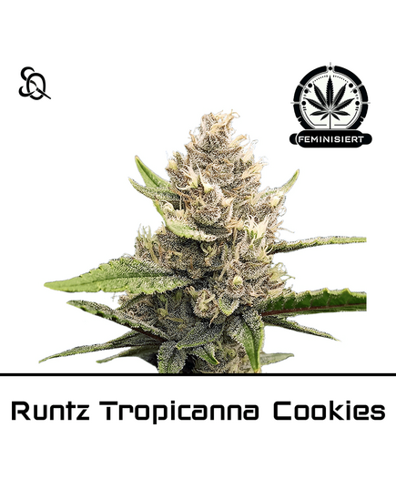 Produkt_Runtz Tropicanna Cookies__Cannadusa_Marktplatz_Kaufen