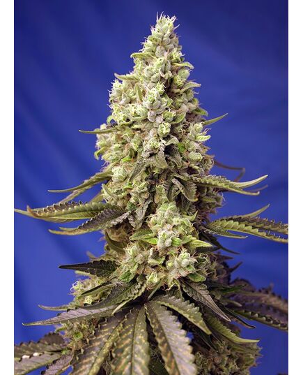 Produkt_Auto Runtz XL – Sweet Seeds_, 2 image_Cannadusa_Marktplatz_Kaufen