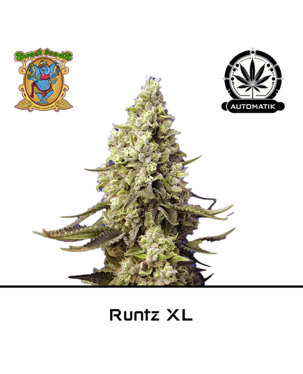 Product_Auto Runtz XL – Sweet Seeds_Cannadusa_Marketplace_Buy