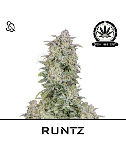 Product_RUNTZ_Cannadusa_Marketplace_Buy