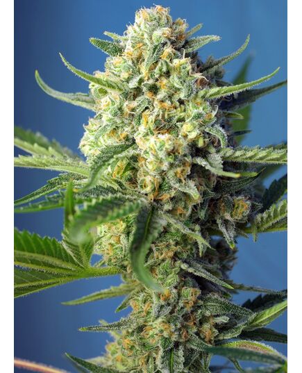 Product_Auto Sweet Afghani Delicious - Sweet Seeds, 2 image_Cannadusa_Marketplace_Buy