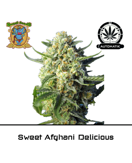 Produkt_Auto Sweet Afghani Delicious - Sweet Seeds__Cannadusa_Marktplatz_Kaufen