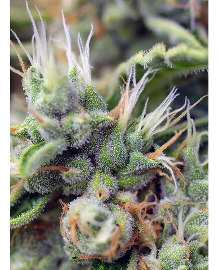 Product_San Fernando Lemon Kush – Sweet Seeds, 3 image_Cannadusa_Marketplace_Buy