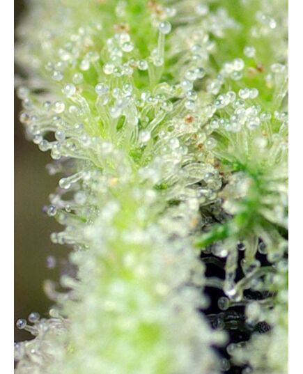 Product_San Fernando Lemon Kush – Sweet Seeds, 4 image_Cannadusa_Marketplace_Buy