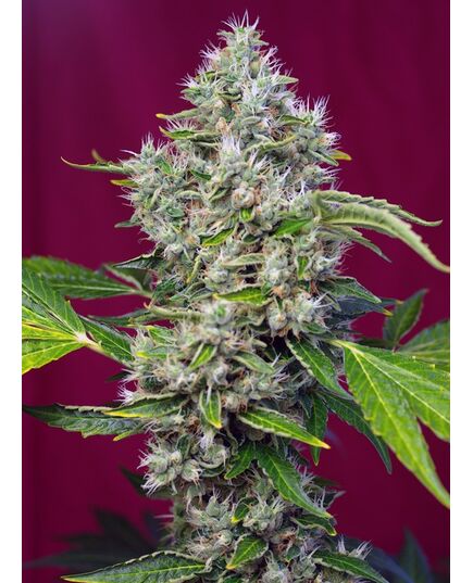 Product_San Fernando Lemon Kush – Sweet Seeds, 2 image_Cannadusa_Marketplace_Buy