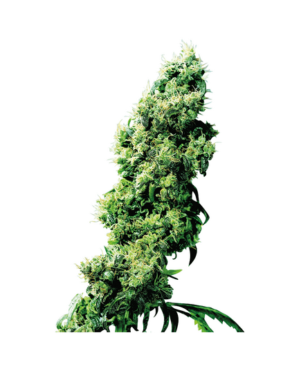 Produkt_Sensi Seeds Four Way regulär__Cannadusa_Marktplatz_Kaufen